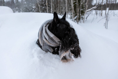 这只冻坏了的苏格兰梗小狗坐在冬天的雪地里,裹着一条轻围巾,依山而下