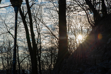 地板 木材 风景 分支 荒野 冬天 阳光 季节 早晨 太阳