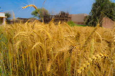 美丽的 土地 生长 食物 粮食 收割 自然 黑麦 阳光 风景