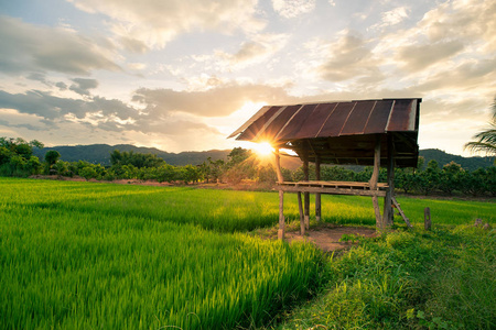 植物 阳光 土地 太阳 日落 亚洲 农事 天空 房子 领域