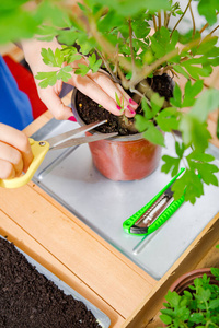 番茄 植物 爱好 照顾 园艺 植物学 桌子 修剪 植物区系