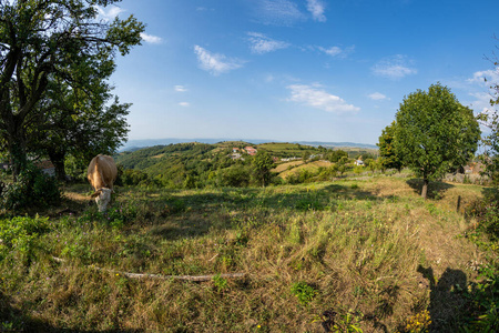 罗马尼亚巴纳特镇附近的牧场，远处有奶牛