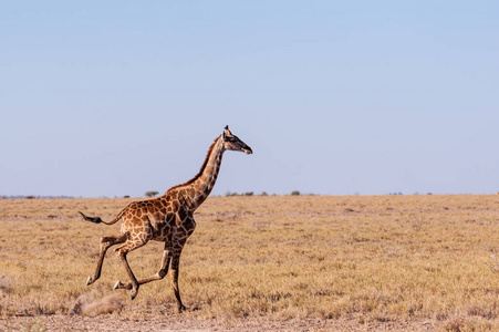 纳米比亚飞驰的长颈鹿图片