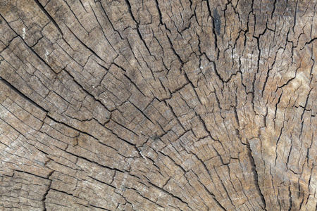 古老的 木材 植物 覆盖 自然 树皮 树干 皮肤 特写镜头