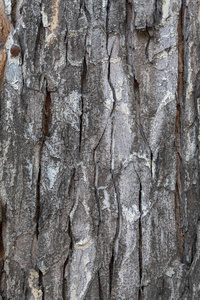 皮肤 自然 覆盖 木材 植物 破裂 森林 树干 古老的 特写镜头