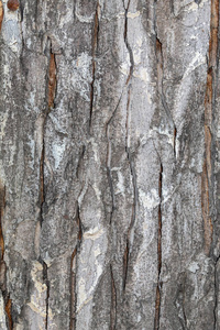 木材 特写镜头 皮肤 树干 森林 裂纹 自然 树皮 纹理