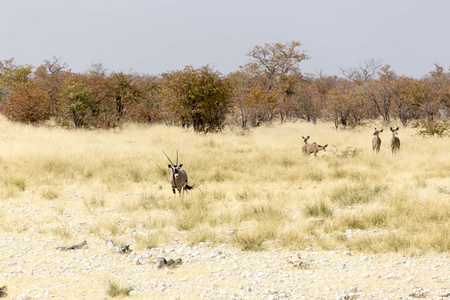 食草动物 动物 游猎 自然 罗恩 野生动物 瞪羚 荒野 稀树草原
