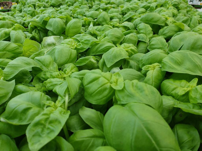 营养 蔬菜 草本植物 素食主义者 厨房 特写镜头 美食家