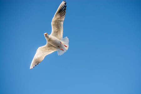 自由 空气 天堂 有趣的 海鸥 日落 夏天 天空 航班 美丽的
