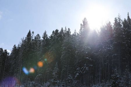 美丽的 寒冷的 旅行 针叶树 太阳 小山 风景 森林 早晨