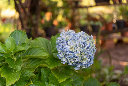 盛开 植物学 植物区系 花的 美丽的 紫色 粉红色 花瓣