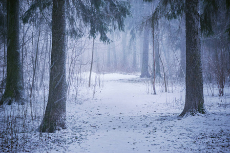 神秘 自然 暴风雪 傍晚 恐怖 风景 分支 冬天 森林 降雪