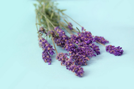 花的 薰衣草 消毒 开花 紫色 农业 香料 芳香疗法 丁香花