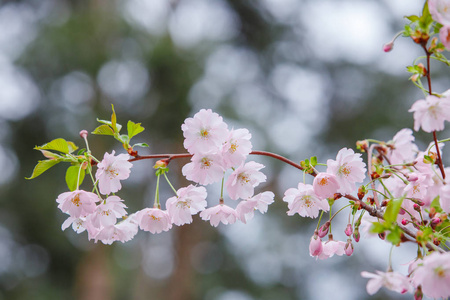 日本人 果园 开花 盛开 花园 新的 软的 花瓣 粉红色