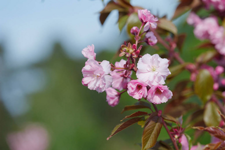 美女 植物 樱花 自然 新的 园艺 温柔 公园 前进 春天