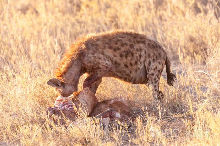 带猎物的斑点鬣狗