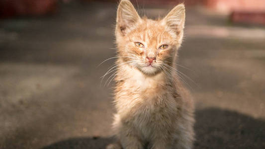 哺乳动物 可爱的 自然 小猫 肖像 特写镜头 可爱极了 猫科动物