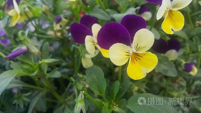 多色 花束 自然 公园 季节 特写镜头 植物学 植物 春天