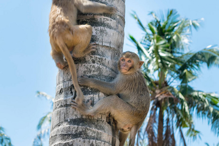棕榈 宝贝 家庭 生物 猕猴 灵长类动物 拥抱 动物园 草地