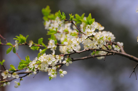 苹果 分支 风景 花瓣 季节 自然 公园 花园 盛开 特写镜头