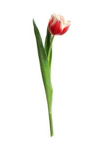 季节 礼物 感谢 庆祝 女人 春天 假日 植物 植物学 浪漫的
