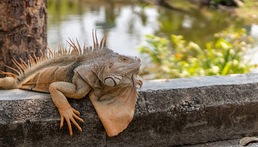鬣蜥 特写镜头 爬行动物 加勒比 自然 野生动物 放松 皮肤