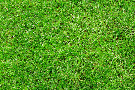 草皮 绿色植物 地面 领域 足球 风景 植物 成长 植物学
