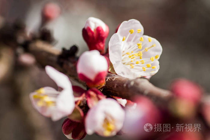 杏花开在春天 花的背景是春天的季节照片 正版商用图片2a5tcx 摄图新视界 杏花开在春天 花的背景是春天的季节照片 正版商用图片2a5tcx 摄图新视界