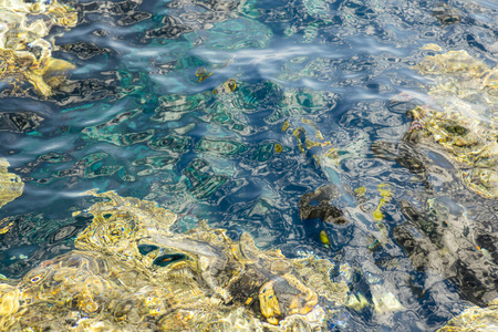 生活 浮潜 通气管 自然 娱乐 运动 太阳 底部 暗礁 绿松石