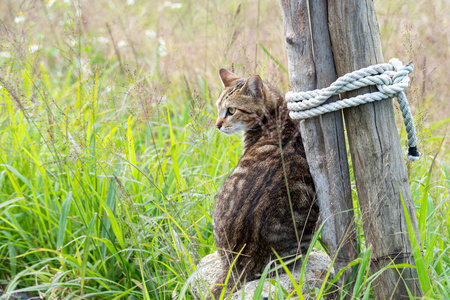 领域 猫科动物 肖像 夏天 外部 花园 短发 甜的 春天