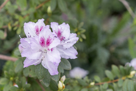 玫瑰 植物区系 杜鹃花 园艺 浪漫的 花的 开花 自然 春天