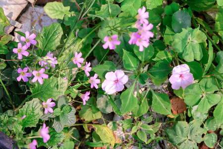 植物 蔬菜 托盘 生态学 环境 花园 生长 栽培 温室 土壤