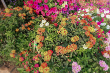 花园 生长 植物学 草地 颜色 紫色 夏天 粉红色 植物