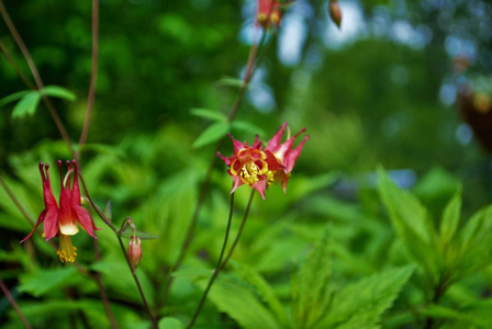 特写镜头 植物 园艺 树叶 美丽的 灌木 春天 花瓣 植物区系