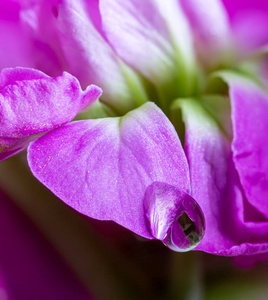 露水 液滴 自然 紫色 特写镜头 花瓣 植物 春天 花的