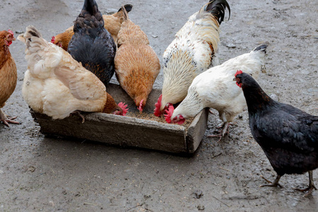 行业 动物 笼子 家禽 自然 鸡舍 宠物 生产 小鸡 母鸡