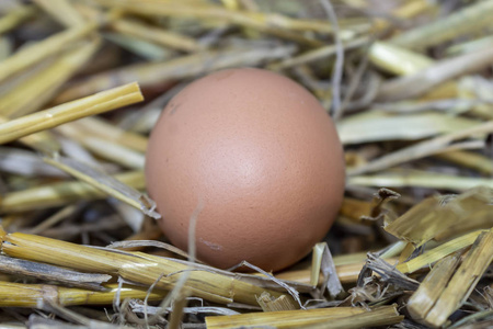 特写镜头 食物 蛋白质 自然 母鸡 复活节 农场 稻草 干草