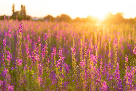粉红色 美丽的 领域 天空 南方 野花 季节 自然 羽扇豆
