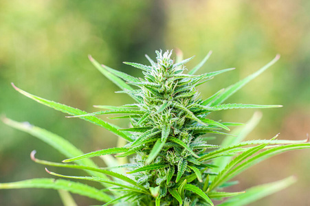 大麻花图片 大麻花素材 大麻花插画 摄图新视界