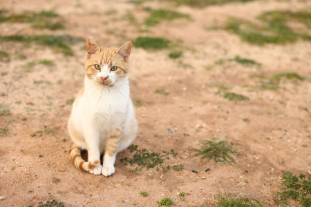 肖像 太阳 漂亮的 街道 夏天 自然 可爱的 毛皮 小猫