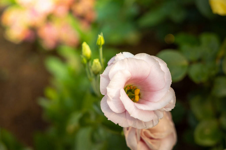 日光 植物区系 粉红色 花瓣 树叶 花的 玫瑰 花园 情人