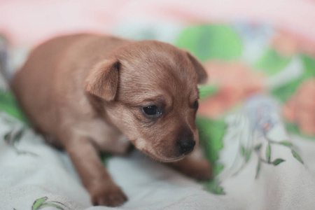 纯种 肖像 新生儿 亲爱的 繁殖 幼犬 哺乳动物 眼睛 小狗