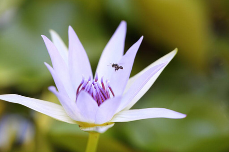 昆虫 特写镜头 开花 莲花 美女 夏天 自然 紫色 池塘