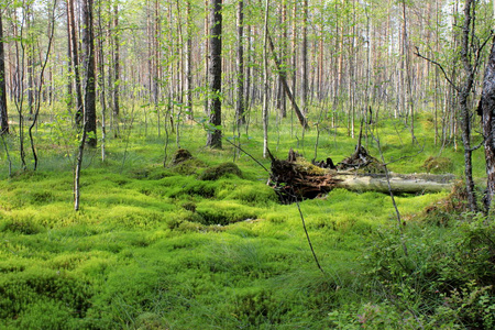 植物 特写镜头 日志 木材 沼泽 野生动物 旅游业 环境