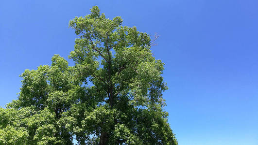 季节 风景 春天 天空 太阳 夏天 环境 森林 天气 古老的