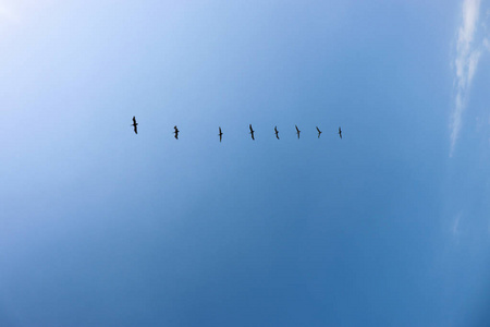 天空 动物群 自由的 形成 航班 轮廓 春天 自由 风景