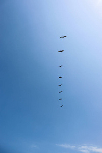 轮廓 海鸥 自由 形成 动物 蓝天 春天 空气 自然 迁移