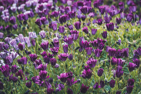 紫色 领域 外部 雏菊 植物区系 花的 花瓣 下午 植物学