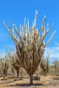 植被 成长 脊柱 温暖 高的 自然 天空 博内尔 仙人掌