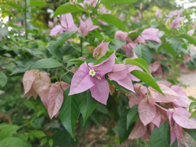 植物区系 分支 花园 自然 树叶 颜色 公园 花瓣 开花